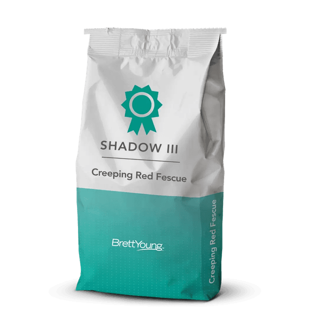 SHADOW III (CHEWINGS FESCUE)