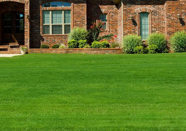 CELESTIAL (CREEPING RED FESCUE)